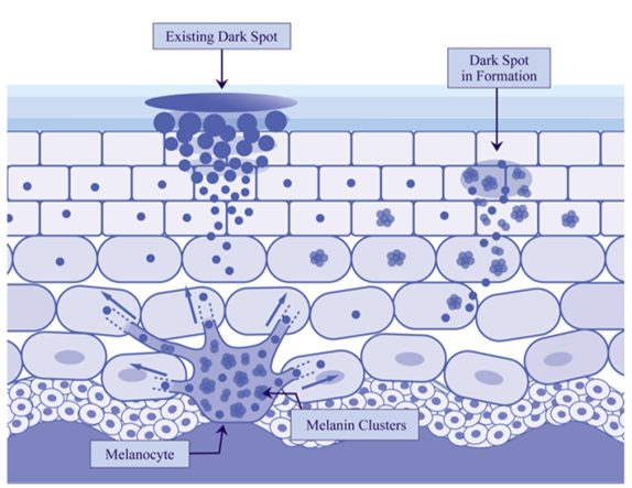 ClearlyCorrectiveWhiteHydrating-1.png